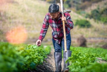 What is the Scope of Agribusiness after the covid-19 pandemic Situation?