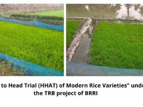 Head to Head Adaptive Trial (HHAT) of Modern Rice Varieties” under the TRB project of BRRI