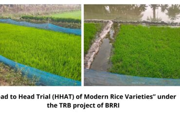 Head to Head Adaptive Trial (HHAT) of Modern Rice Varieties” under the TRB project of BRRI