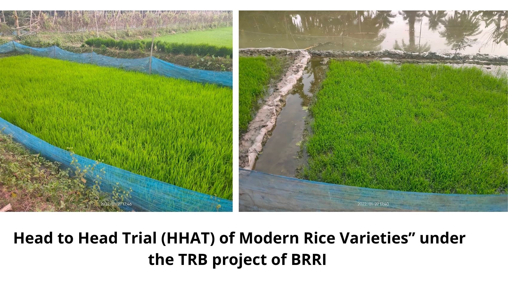 Head to Head Adaptive Trial (HHAT) of Modern Rice Varieties” under the TRB project of BRRI
