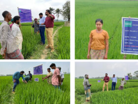 IRRI and BRRI continuously work together to ensure food security through Hybrid rice adoption by Farmers