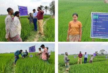 IRRI and BRRI continuously work together to ensure food security through Hybrid rice adoption by Farmers