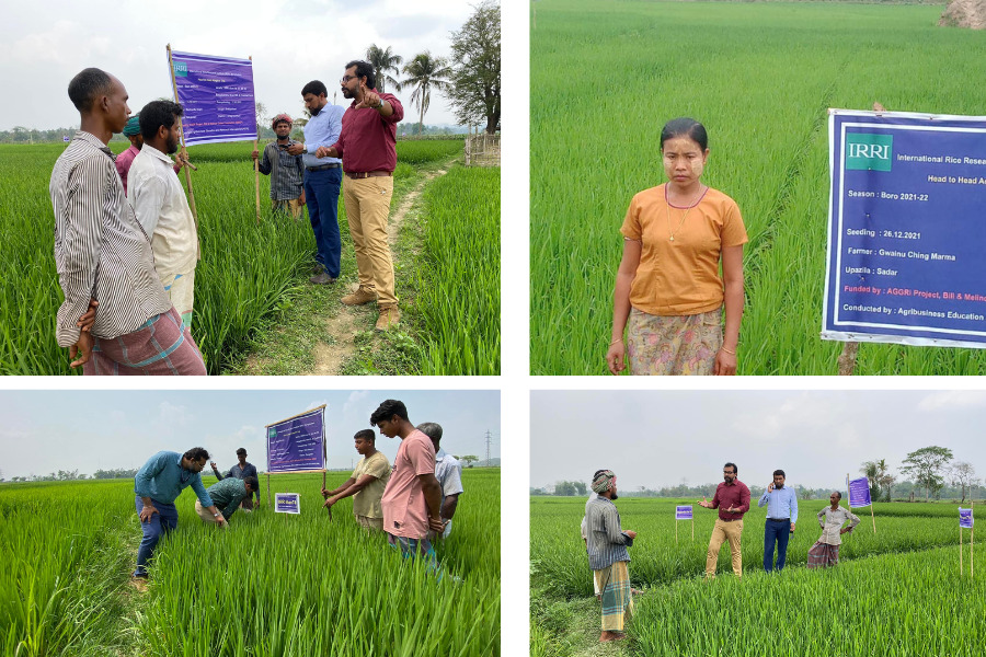IRRI and BRRI continuously work together to ensure food security through Hybrid rice adoption by Farmers