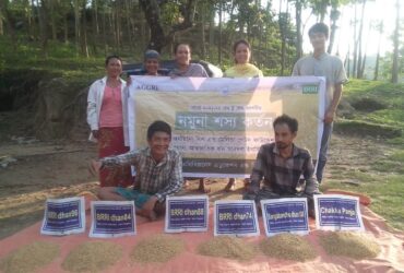 Sample Crop cutting of Agro-IRRI project has been completed successfully