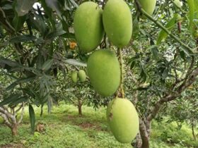 AERI is ready to export mangoes all over the world