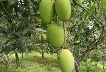 AERI is ready to export mangoes all over the world