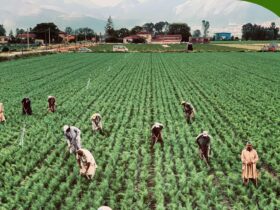 Agribusiness value chain in Southeast Asia