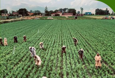 Agribusiness value chain in Southeast Asia