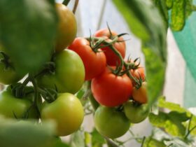 Diseases of Potato and Tomato