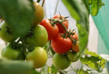 Diseases of Potato and Tomato
