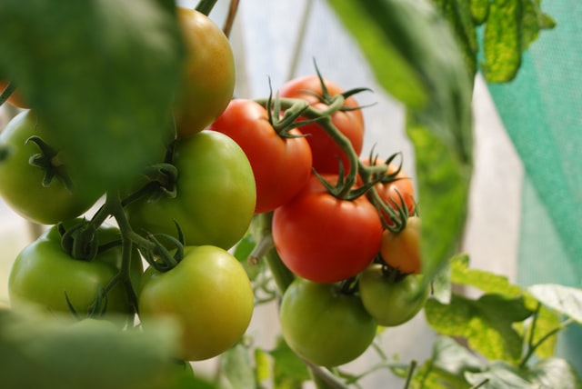 Diseases of Potato and Tomato