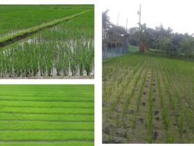 Implementation of the trial titled “Head to Head Trail (HHAT) of Modern Rice Varieties” under the TRB project of BRRI in Aman 2022 season in Bangladesh by Agribusiness Education and Research International
