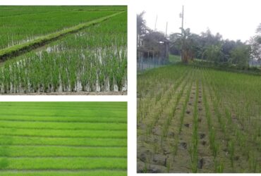 Implementation of the trial titled “Head to Head Trail (HHAT) of Modern Rice Varieties” under the TRB project of BRRI in Aman 2022 season in Bangladesh by Agribusiness Education and Research International