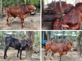 Environmentally friendly beef fattening project under AERI