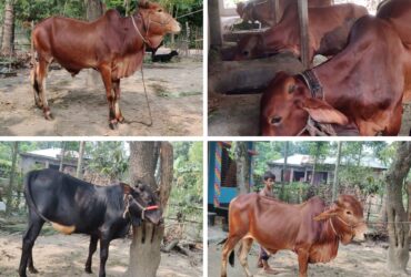 Environmentally friendly beef fattening project under AERI