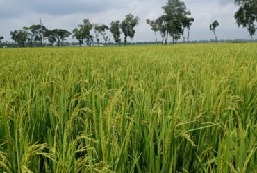 AERI has begun field demonstrations of the BRRI 87 rice variety for seed sales