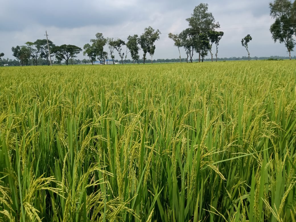 AERI has begun field demonstrations of the BRRI 87 rice variety for ...