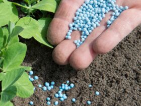 Nano fertilizers