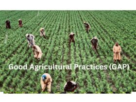 What are Good Agricultural Practices (GAP) and their Scope?  