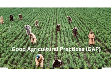 What are Good Agricultural Practices (GAP) and their Scope?