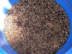Potential uses of black soldier fly (BSF) for poultry