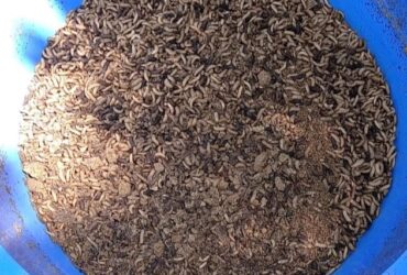 Potential uses of black soldier fly (BSF) for poultry