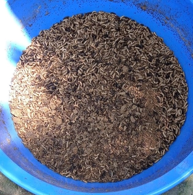 Potential uses of black soldier fly (BSF) for poultry
