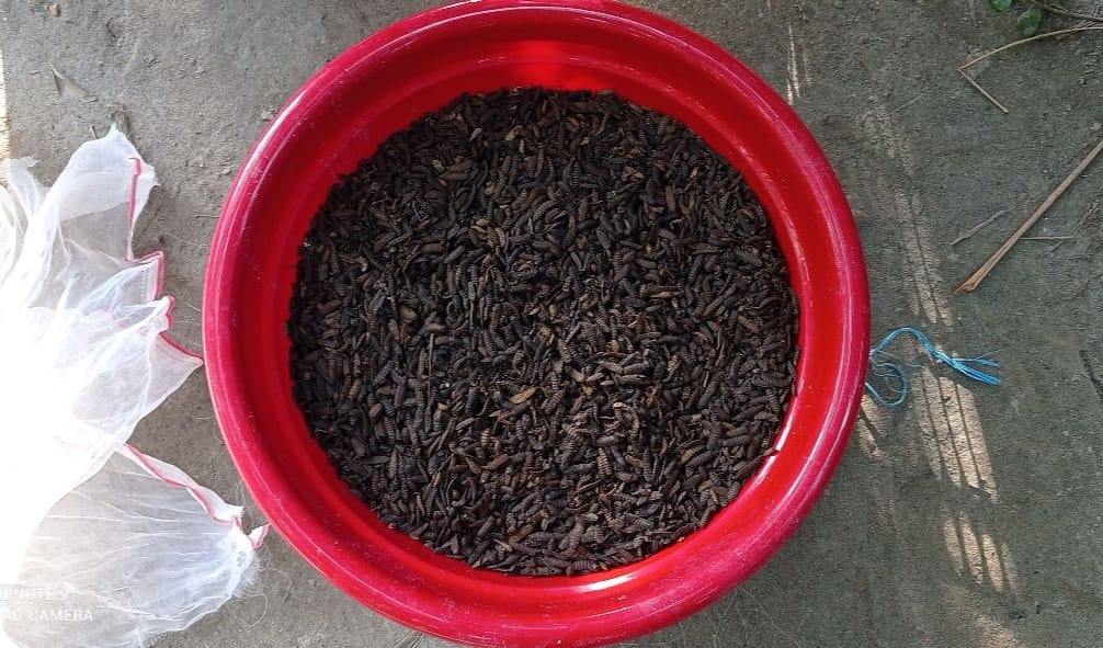 ERI-supplied Black Soldier Fly (BSF) pupae as fish feed for safe fish and fish product production and marketing