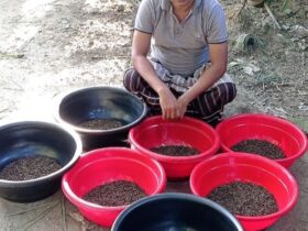 Black Soldier Fly's (BSF) Production and Supplier in Bangladesh
