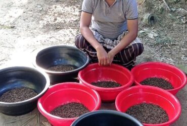 Black Soldier Fly's (BSF) Production and Supplier in Bangladesh