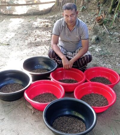 Black Soldier Fly's (BSF) Production and Supplier in Bangladesh