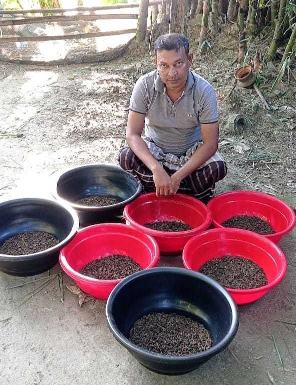 Black Soldier Fly's (BSF) Production and Supplier in Bangladesh