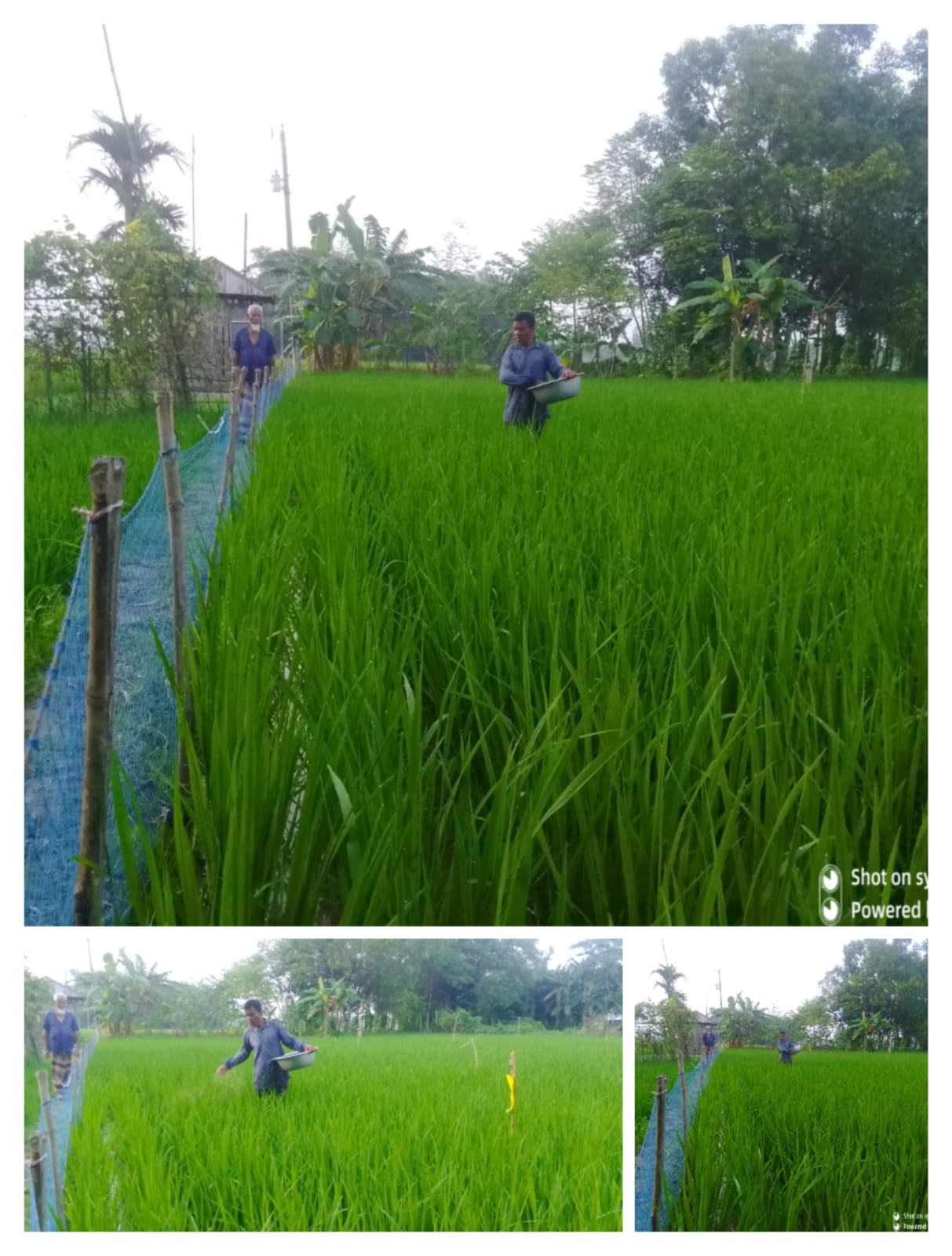 AERI started the BRRI dhan75 cultivation and seed business at the farmer level