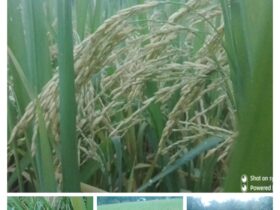 AERI started the BRRI dhan75 cultivation and seed business at the farmer level