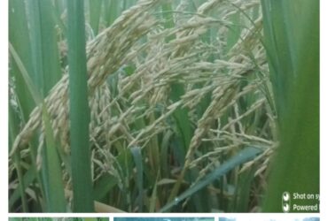 AERI started the BRRI dhan75 cultivation and seed business at the farmer level