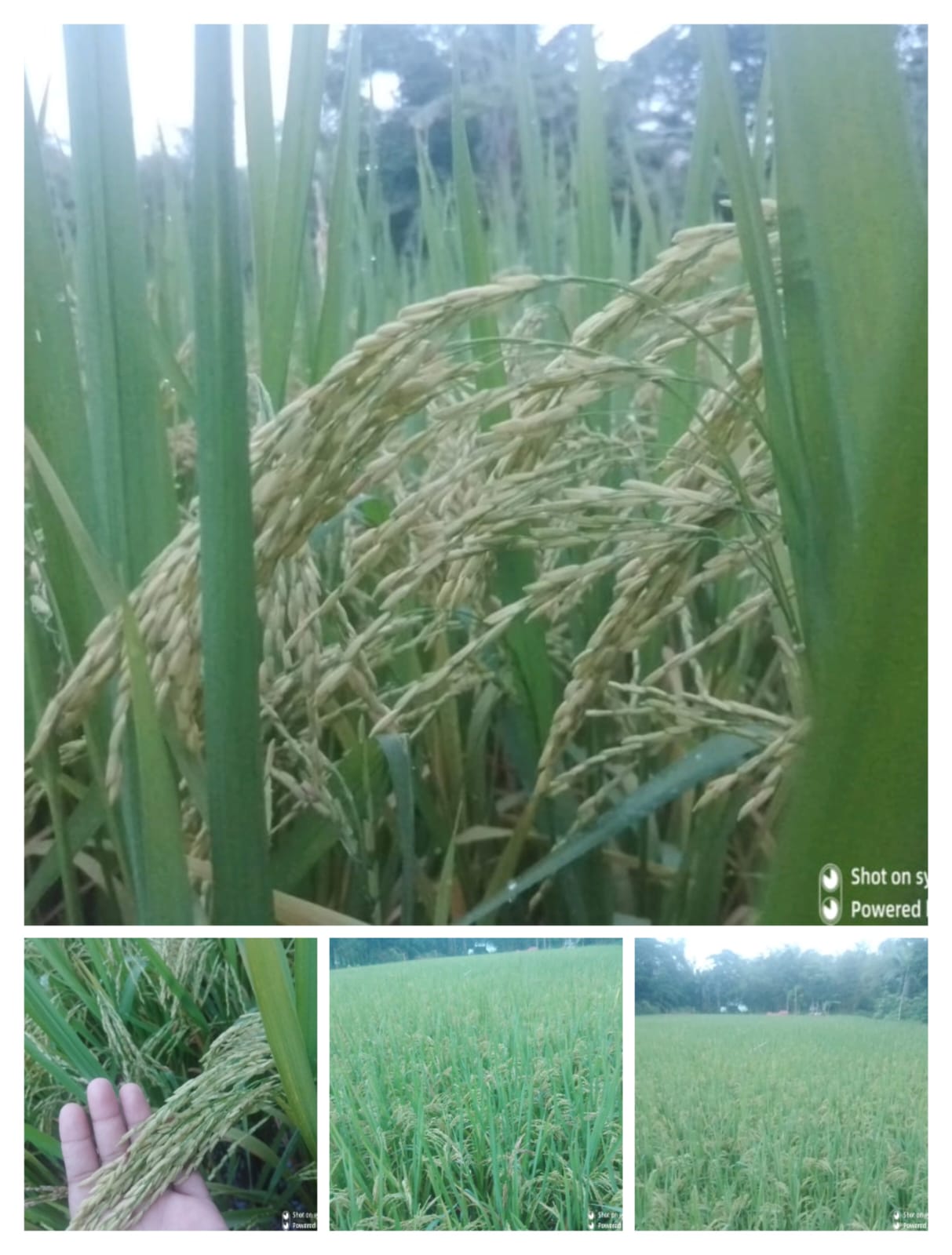 AERI started the BRRI dhan75 cultivation and seed business at the farmer level