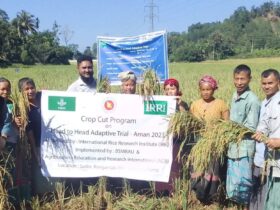 Farmer success in high-yield rice cultivation under IRRI supervision in hilly areas