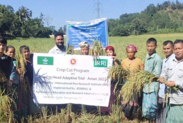 Farmer success in high-yield rice cultivation under IRRI supervision in hilly areas