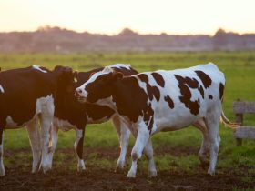 9 Signs Your Dairy Cows Need a Calcium Lift