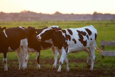 9 Signs Your Dairy Cows Need a Calcium Lift