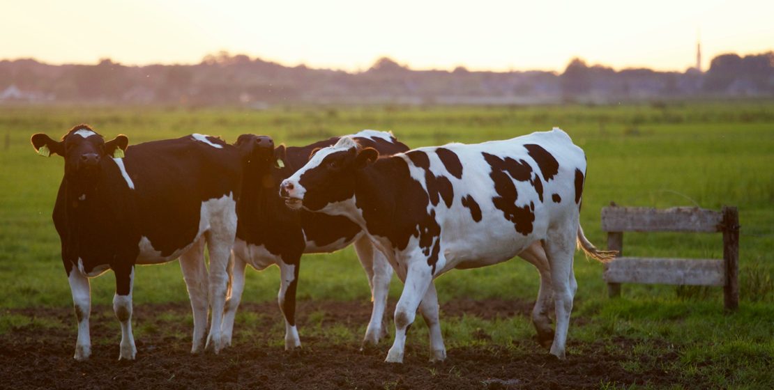 9 Signs Your Dairy Cows Need a Calcium Lift