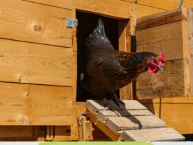 Automatic Chicken Coop Doors
