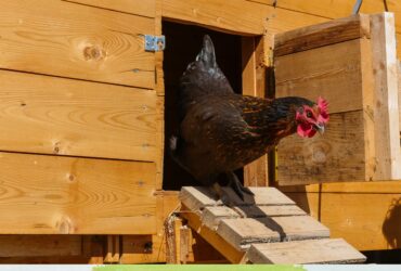 Automatic Chicken Coop Doors