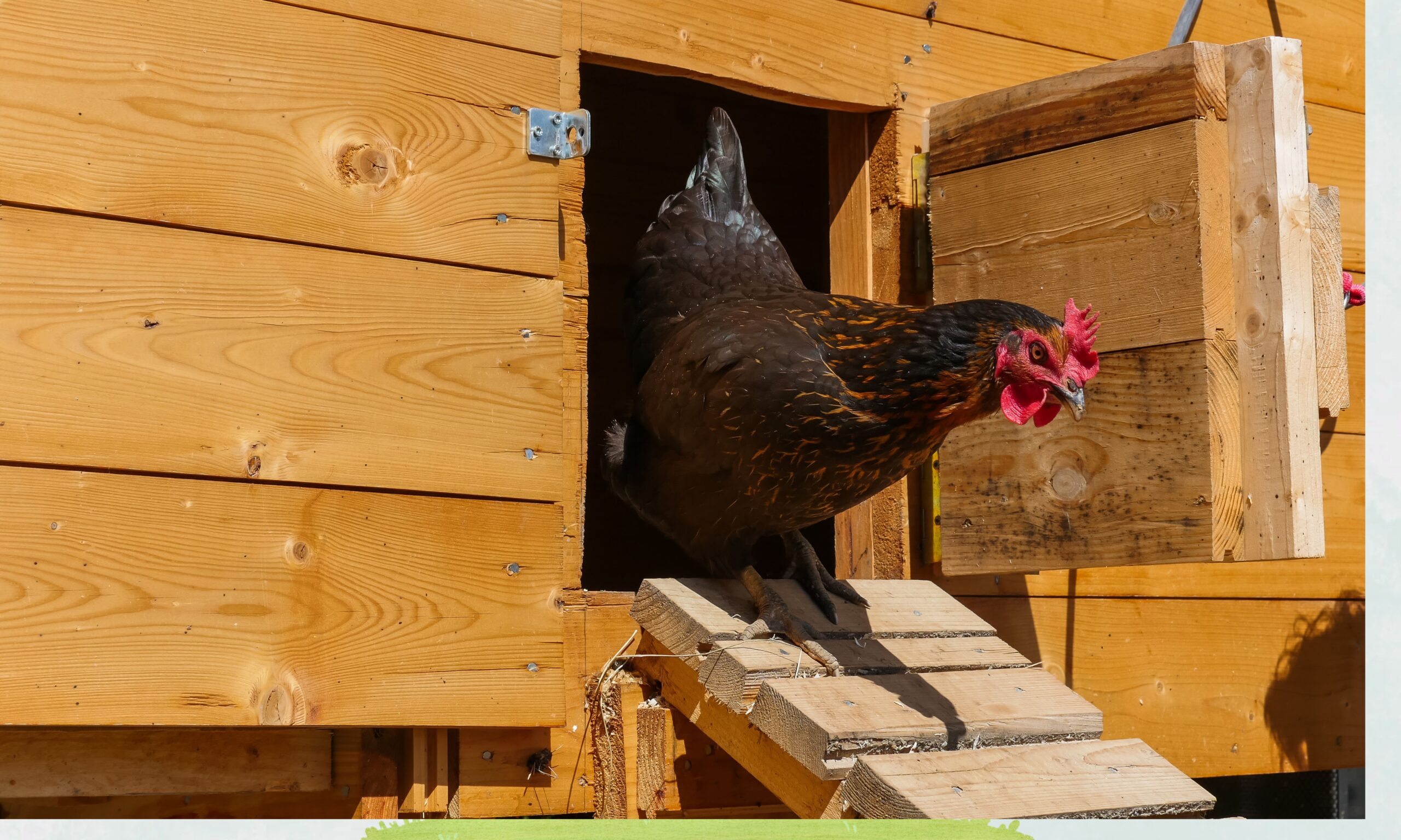 Automatic Chicken Coop Doors