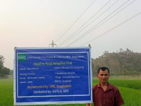 Modern Rice Varieties